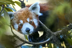 Nick Garbutt Gallery: Western red panda (Ailurus fulgens fulgens) climbing in tree