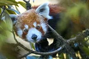Western red panda (Ailurus fulgens fulgens) climbing in tree. Singalila National Park, India / Nepal border