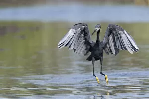 Images Dated 25th March 2022: Western reef egret (Egretta gularis) running through shallow water with wings open