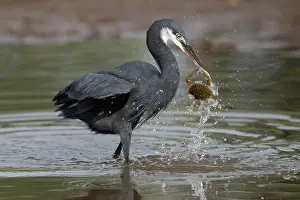 Gambia Prints: Western reef egret ( Egretta gularis) battling with a crab for a dead fish