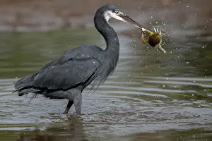 Gambia Prints: Western reef egret ( Egretta gularis) battling with a crab for a dead fish