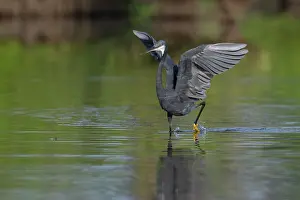 West Africa Prints: Western reef egret (Egretta gularis) chasing fish in shallow water