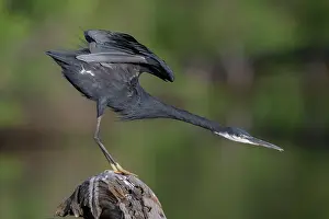 Gambia Prints: Western reef egret (Egretta gularis) perched on a rock