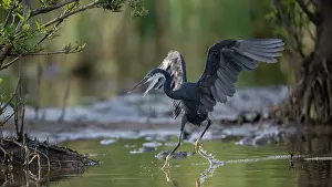 Gambia Prints: Western reef egret (Egretta gularis) running through shallow water chasing a fish