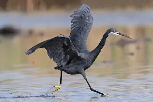 Western reef egret (Egretta gularis) running through shallow water with wings open, chasing small fish, Kotu creek, The Gambia