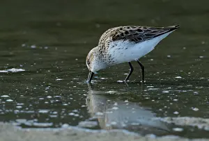 Calidris Prints: Western sandpiper (Calidris mauri) feeding in shallow water