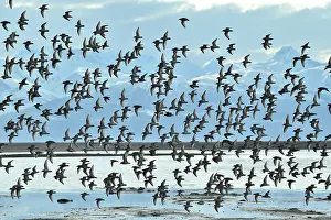 Calidris Prints: Western sandpipers (Calidris mauri) flock in flight on migration to Arctic breeding grounds
