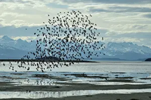 Calidris Prints: Western sandpipers (Calidris mauri) flock in flight on migration to Arctic breeding grounds