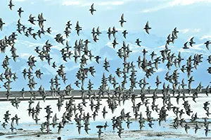 Calidris Prints: Western sandpipers (Calidris mauri) flock in flight on migration to Arctic breeding grounds