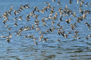 Canal Prints: Western sandpipers (Calidris mauri) flock in flight on migration to Arctic breeding grounds