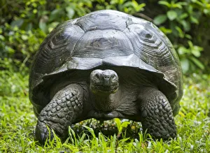2019 March Highlights Collection: Western Santa Cruz giant tortoise (Chelonoidis porteri) portrait, Highlands, Santa Cruz Island