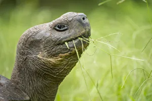 Western Santa Cruz giant tortoise (Chelonoidis porteri) feeding on grass, El Chato II