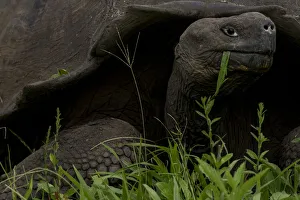 Testudinidae Prints: Western Santa Cruz / Indefatigable Island giant tortoise (Chelonoidis porteri) feeding
