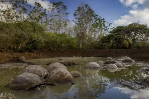 Western Santa Cruz / Indefatigable Island giant tortoises (Chelonoidis porteri) in shallow water