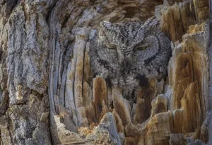 Western screech owl (Megascops kennicottii) is camouflaged as it looks from a tree cavity