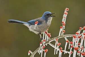 Images Dated 6th February 2014: Western Scrub-Jay (Aphelocoma californica), adult calling on icy branch of Possum Haw Holly