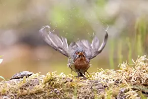 Plumage Prints: Western subalpine warbler (Curruca iberiae) male