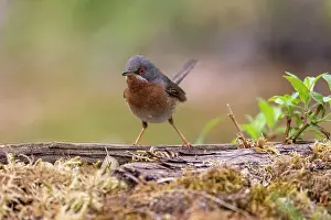 Aude Prints: Western subalpine warbler (Curruca iberiae) male, portrait, Aude, France. June