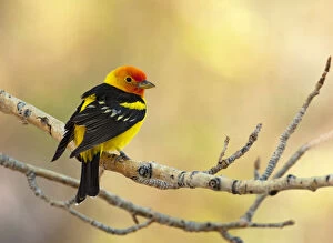 Images Dated 30th May 2011: Western tanager (Piranga ludoviciana), male perched on aspen branch in spring, Mono Lake Basin