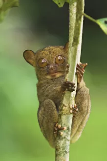 Western tarsier (Tarsius bancanus) clinging to tree, Danum Valley, Sabah, Borneo