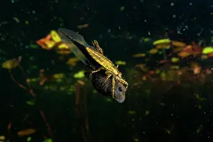Toad Prints: Western toad (Anaxyrus boreas) tadpole being attacked by a water bug in a lake