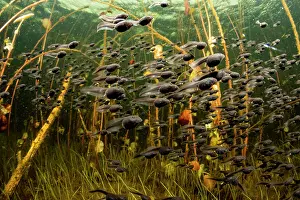 Toad Prints: Western toad (Anaxyrus boreas) tadpoles moving from the safe