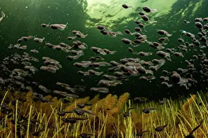 Toad Prints: Western toad (Anaxyrus boreas) tadpoles moving from the safe