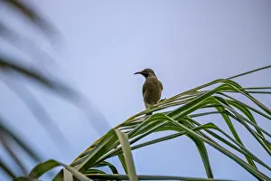 Fiji Prints: Western wattled-honeyeater (Foulehaio procerior) perched on Palm leaf