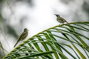 Fiji Prints: Two Western wattled-honeyeaters (Foulehaio procerior) perched on Palm leaf