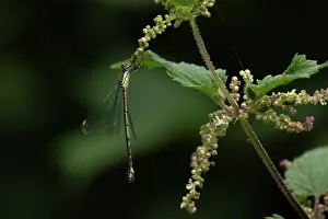 Zygoptera Prints: Western willow spreadwing (Lestes viridis) resting on a Nettle
