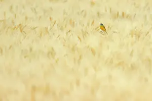 Cultivated Prints: Western yellow wagtail (Motacilla flava) perched in a wheat field