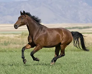 Westfalen bay gelding running in field, Longmont, Colorado, USA