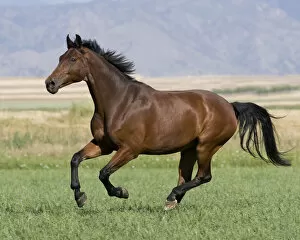 Horses & Ponies Gallery: Westfalen bay gelding running in field, Longmont, Colorado, USA