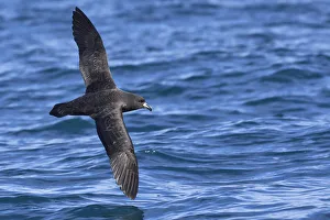 Seabird Prints: Westland petrel (Procellaria westlandica) in flight over sea, showing the upperwing