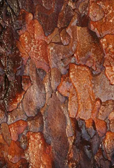 Wet tree bark of Scots pine tree (Pinus sylvestris) Cairngorms National Park, Highlands