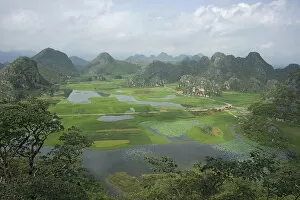 Wetland with areas of rice and Sacred lotus (Nelumbo nucifera) surrounded by peaks