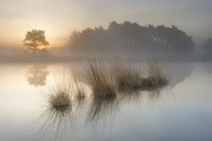 Wetland at sunrise, Klein Schietveld, Brasschaat, Belgium