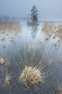 Wetland at sunrise, Klein Schietveld, Brasschaat, Belgium