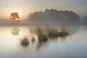 Castelein 100 Landscapes Collection: Wetland at sunrise, Klein Schietveld, Brasschaat, Belgium