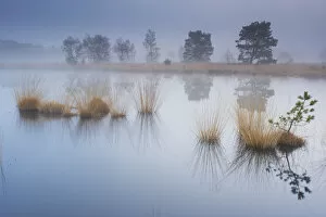 Castelein 100 Landscapes Collection: Wetland at sunrise, Klein Schietveld, Brasschaat, Belgium
