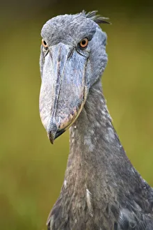 Whale headed / Shoebill (Balaeniceps rex) portrait. Swamps of Mabamba, Lake Victoria, Uganda