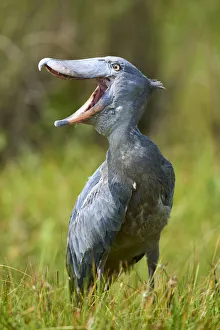 Whale headed / Shoebill (Balaeniceps rex) vocalising. Swamps of Mabamba, Lake Victoria, Uganda