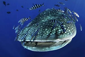 Whale Shark (Rhincodon typus) accompanied by Pilot Fish (Naucrates ductor) and Remora