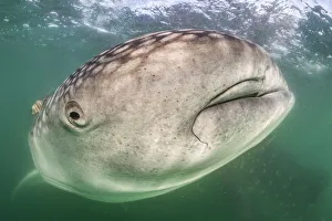 Sea Life Prints: Whale shark (Rhincodon typus) close to the camera with a golden trevally fish (Gnathanodon