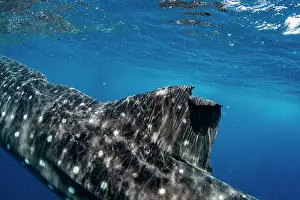 Dorsal Fin Prints: Whale shark (Rhincodon typus) dorsal fin