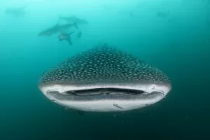 Images Dated 29th June 2022: Whale shark (Rhincodon typus), an endangered species, feeding on zooplankton in nutrient-rich