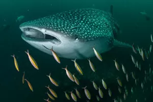 Images Dated 29th June 2022: Whale shark (Rhincodon typus), an endangered species, swimming through a school of Goldband