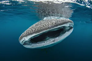 Carpet Shark Prints: Whale shark (Rhincodon typus) feeding close to fishermens boats in the early morning