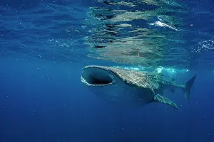 Carpet Shark Prints: Whale shark (Rhincodon typus) feeding on fish eggs at the water surface