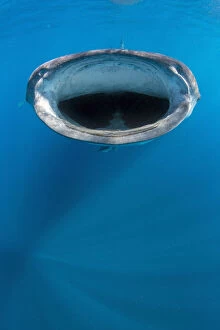 Whale shark (Rhincodon typus) mouth open feeding at the surface, Isla Mujeres